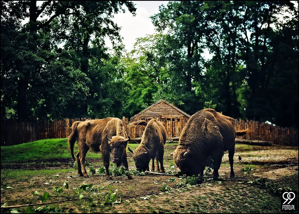sesja rodzinna kraków,fotograf rodzinny kraków,fotografia rodzinna kraków