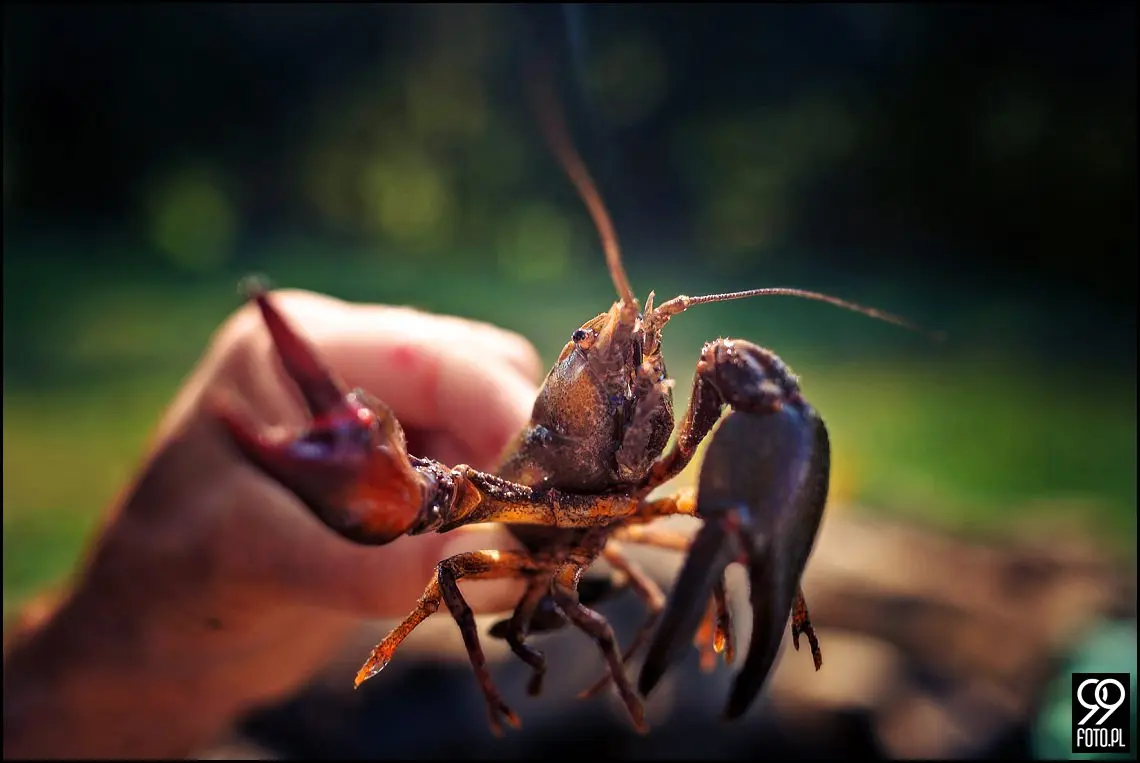 fotograf na ślub faściszowa,zdjęcia ślubne zakliczyn,restauracja modrzewiowe wzgórze