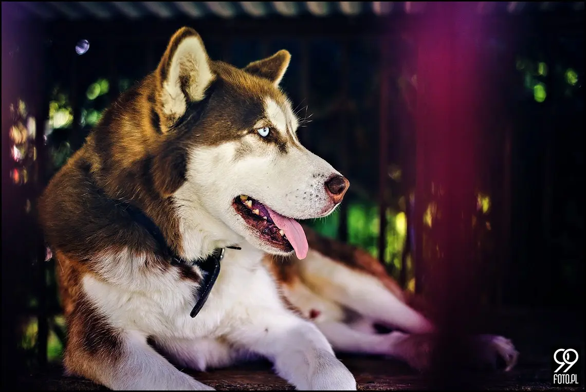 reportaż ślubny kraków,zdjęcia ślubne osp trzemeśnia