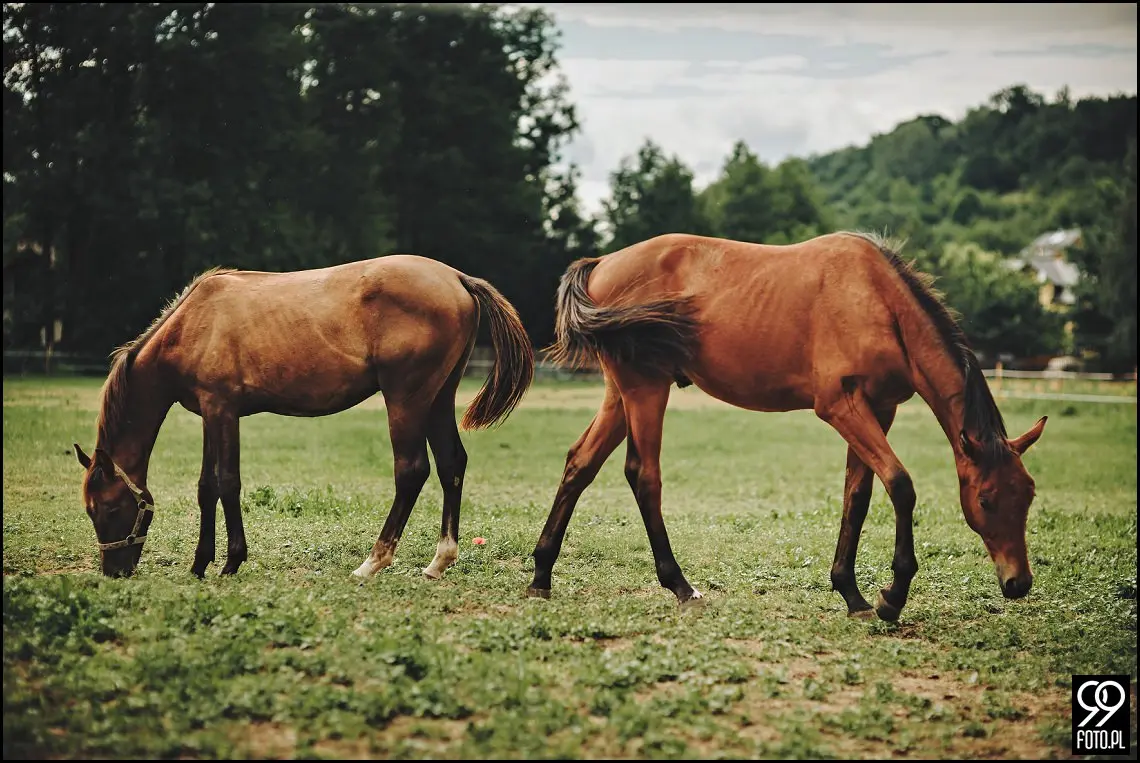 Impreza rodzinna w Stadninie Koni Botoja Korzkiew